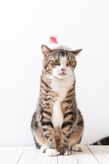 gato con gorro de fiesta