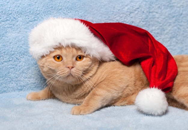 Gato con gorro de Papá Noel