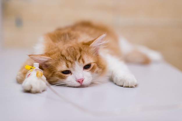 Gato con gotero en la mesa en la clínica veterinaria.