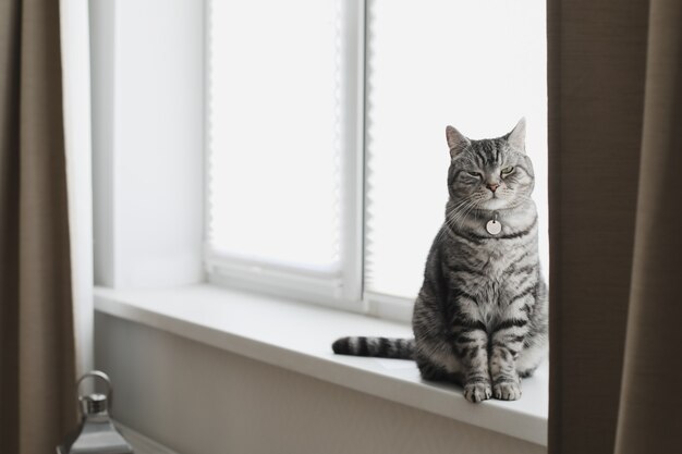 Gato gracioso atigrado gris se sienta en el alféizar de la ventana en casa