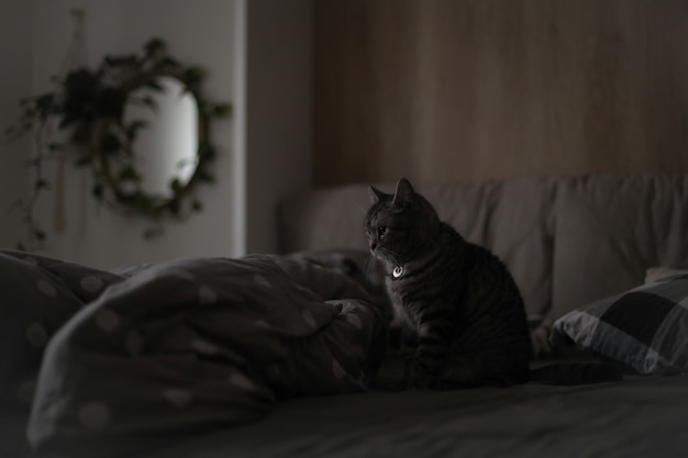 Gato gracioso en una cama acogedora en casa