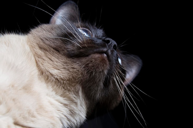 Gato gracioso cara de gato siamés desde abajo