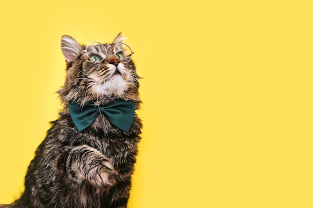 Gato gracioso con corbata de moño y gafas sentado en un fondo amarillo