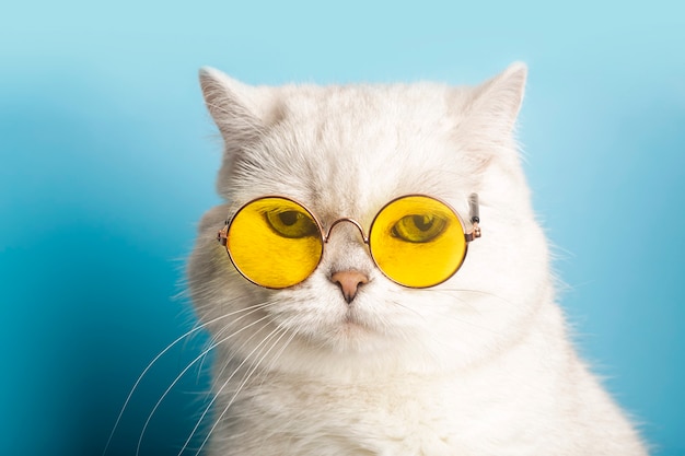 Gato gracioso en gafas de sol gato con gafas sobre un fondo soleado limpio azul claro