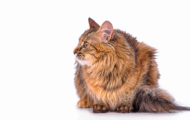 Gato gracioso gatito aislado en blanco