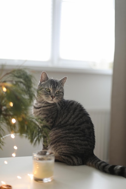 Gato gracioso en una habitación decorada para navidad y año nuevo