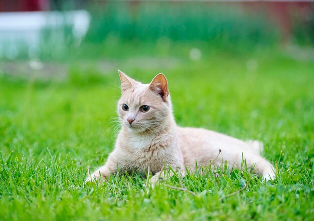 Gato gracioso en la hierba verde