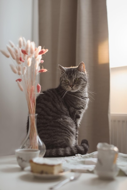 Gato gracioso en el interior de la casa de la sala de estar a la luz del sol de la mañana Concepto de hogar acogedor