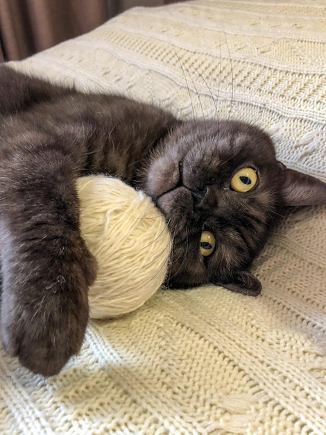 Gato gracioso jugando con un ovillo de hilo