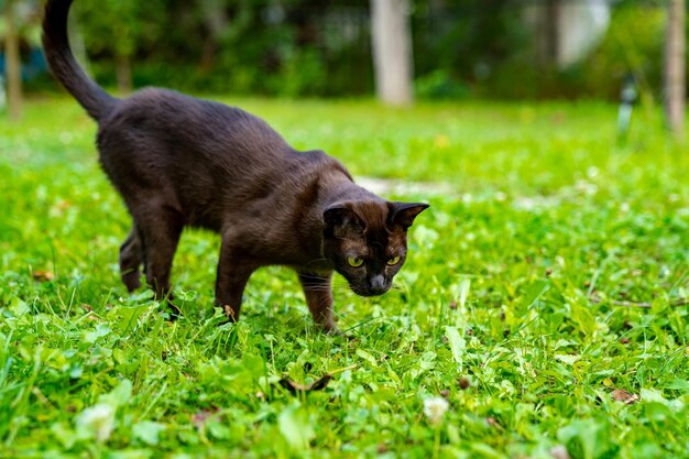 Gato gracioso mirando directamente a la cámara en el parque en verano en el fondo de hierba verde Primer plano Fondo borroso