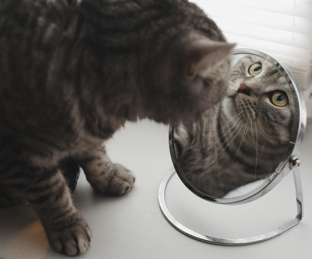 Gato gracioso mirando su reflejo en el espejo