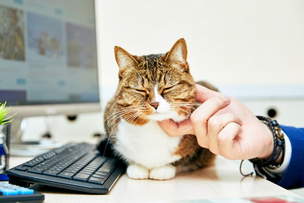 Foto gato gracioso con en la oficina. escena de negocios.