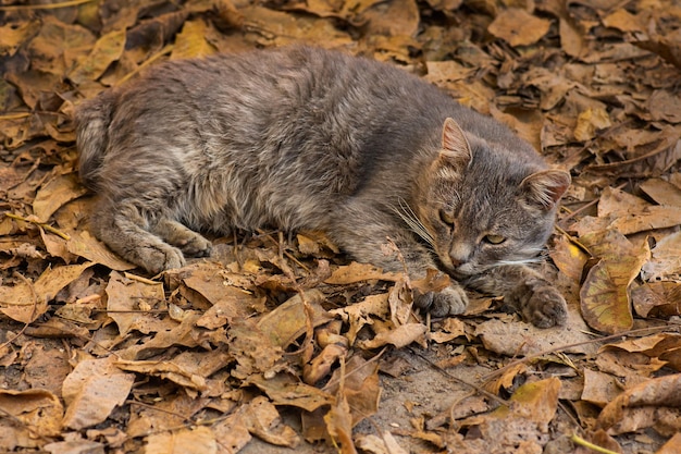 Gato gracioso en otoño en hojas de otoño amarillas rojas naranjas Gatito gracioso en hojas de otoño amarillas