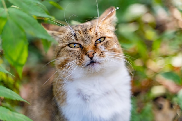 Gato gracioso con pelaje rojo y blanco y ojos entrecerrados Gato de ojos amarillos sentado en la naturaleza Gato soñoliento en el jardín verde y efecto bokeh