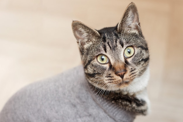 Gato gracioso en un suéter gris se sienta en primer plano del piso.