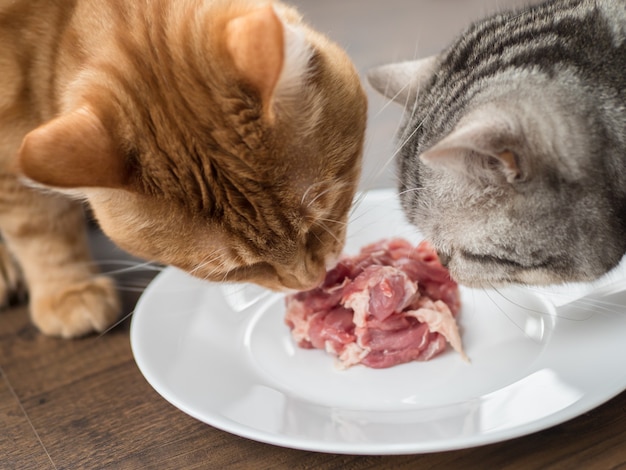 Gato grande comendo comida