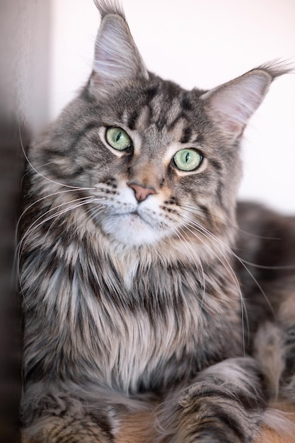 Gato grande listrado cinza com olhos verdes raça Maine Coon Retrato aproximado de um gato