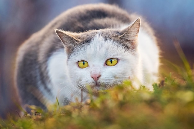 Un gato grande con manchas blancas en el jardín está inclinado hacia el suelo y mira fijamente hacia adelante