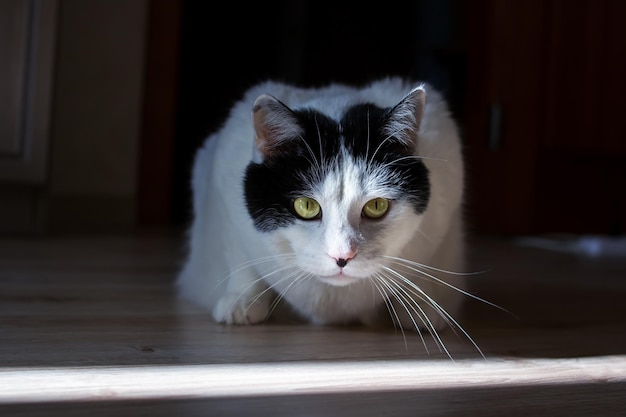 Gato grande con ojos amarillos mira fuera de la oscuridad