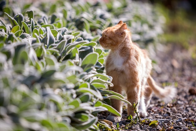 Gato grande con ojos amarillos de pie al aire libre