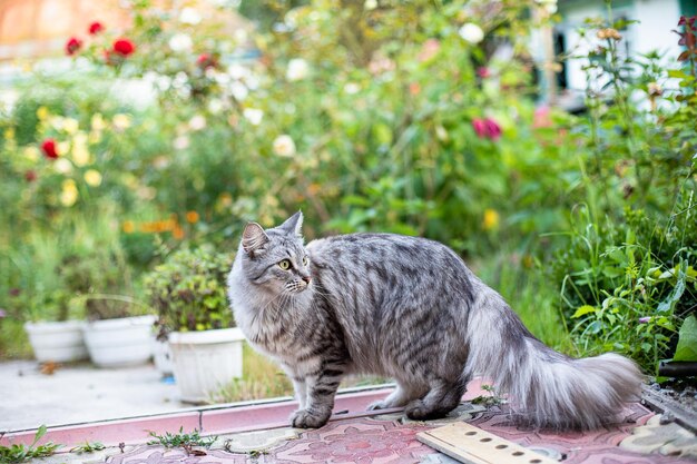 Gato grande semelhante a meikun em uma caminhada entre as flores no verão Animais de estimação no verão