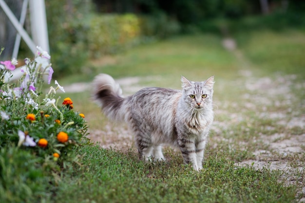 Gato grande similar a meikun en un paseo entre las flores en verano