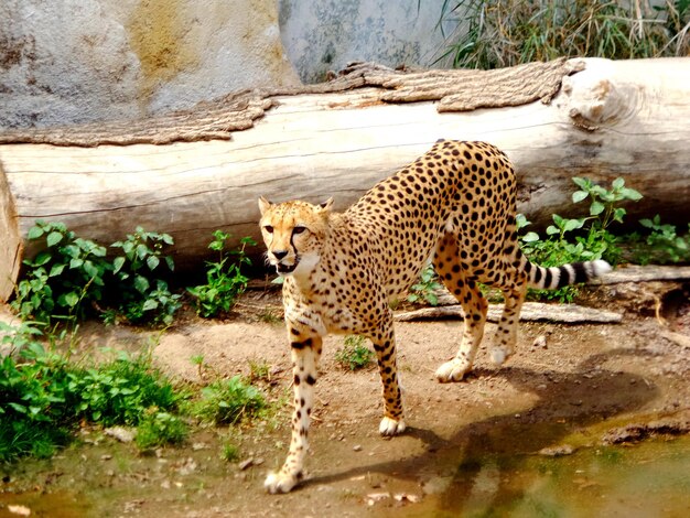 Foto un gato grande en un zoológico