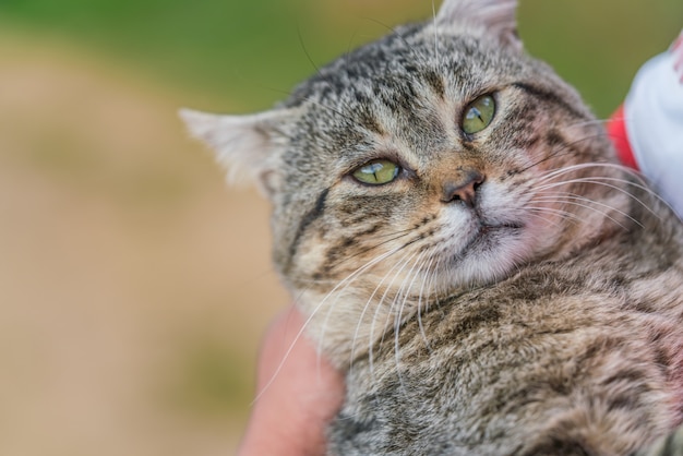 Gato con grandes ojos verdes