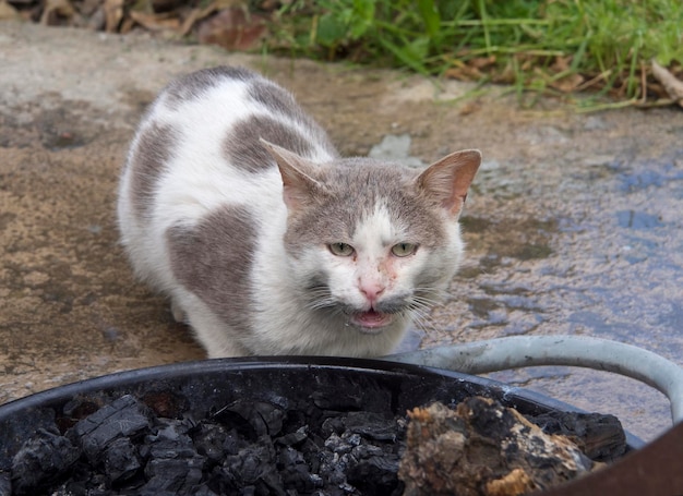 Gato griego sentado a la parrilla con carbones calientes