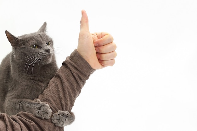 Gato gris abrazó la mano del hombre con el letrero está bien