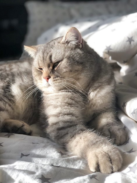 Gato gris acostado en cama ligera