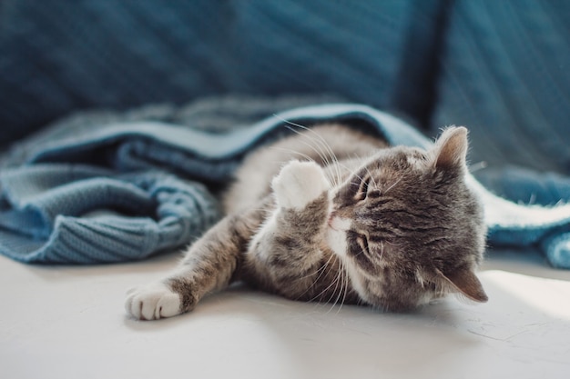 Foto un gato gris se acuesta debajo de una manta azul y se lame la pata.