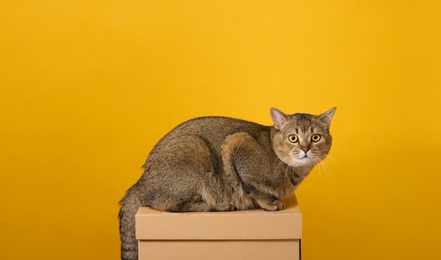 Gato gris adulto, escocés de pelo corto y orejas rectas, sentado sobre un fondo amarillo. El animal se sienta en una caja de cartón marrón.