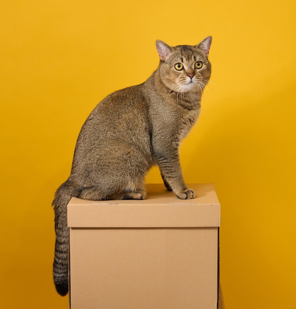 Gato gris adulto, escocés de pelo corto y orejas rectas, se sienta sobre un fondo amarillo. El animal se sienta en una caja de cartón marrón.