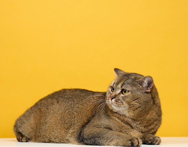 Gato gris adulto recto escocés se encuentra sobre un fondo amarillo