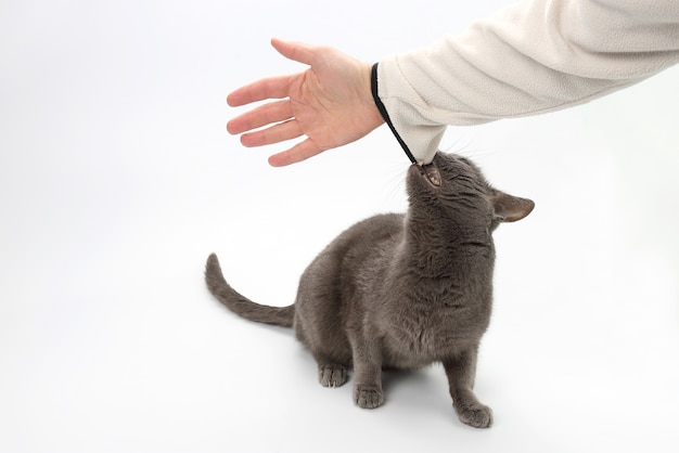 Gato gris agarró los dientes de la mano humana.