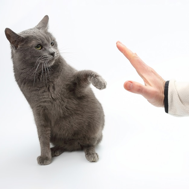 Gato gris agarró sus patas de mano sobre fondo blanco.