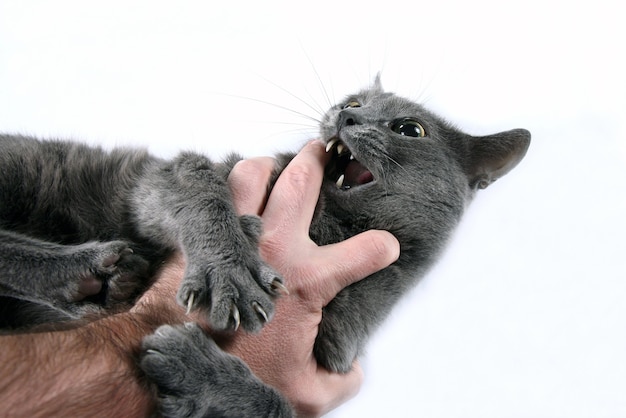 El gato gris agresivo muerde la mano