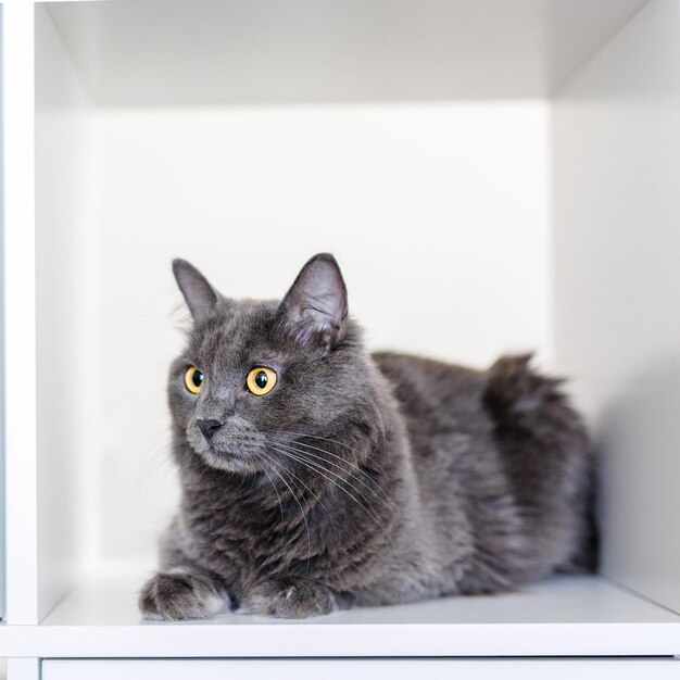 Un gato gris ahumado y muy esponjoso se sienta en un estante entre libros y mira a su alrededor con curiosidad