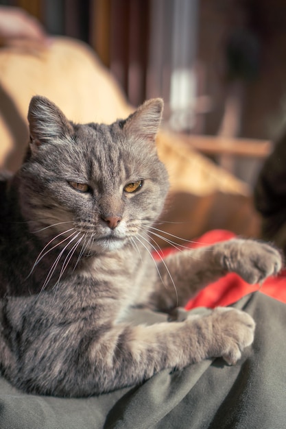 Gato gris amasando pantalones con sus patitas