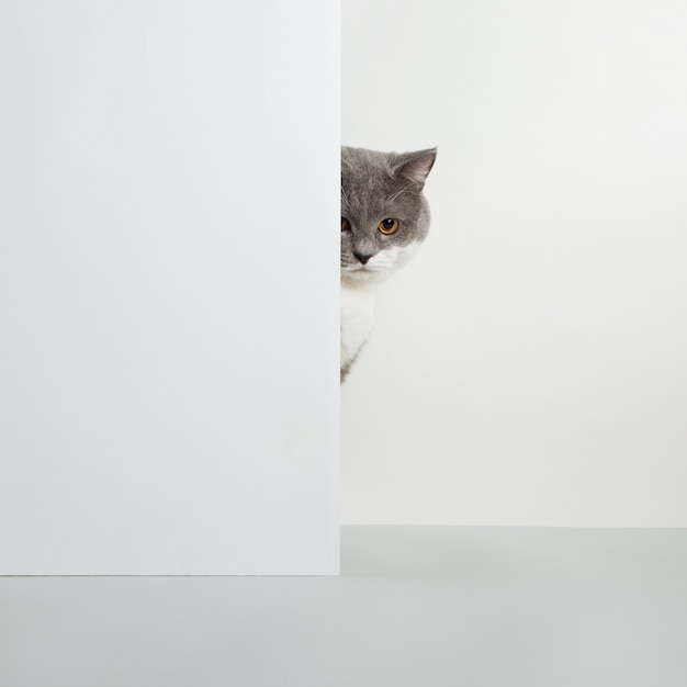 Gato gris se asoma por la esquina, emociones animales, en un concepto de mascota blanco.