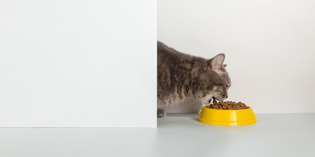 Gato gris asoma por la esquina, emociones animales, mira un plato de comida, en un concepto blanco.