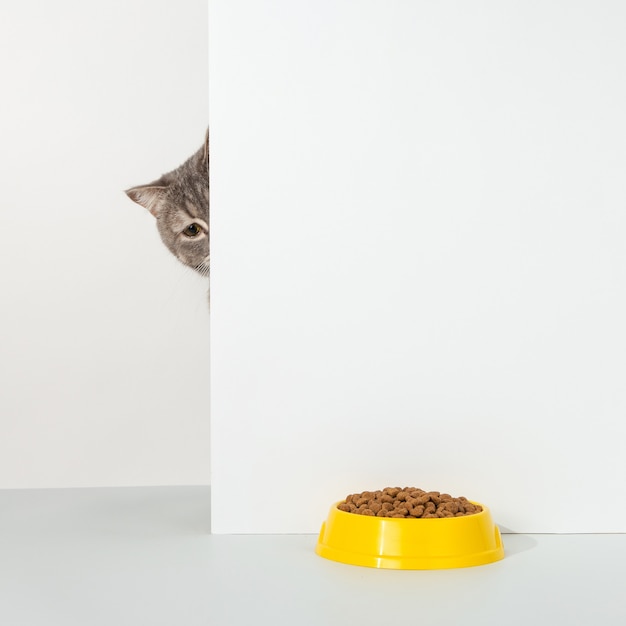 Foto gato gris asoma por la esquina, emociones animales, mira un plato de comida, en un concepto blanco.