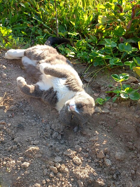 Un gato gris y astuto se acuesta y se calienta en el suelo cálido arado en el pueblo.