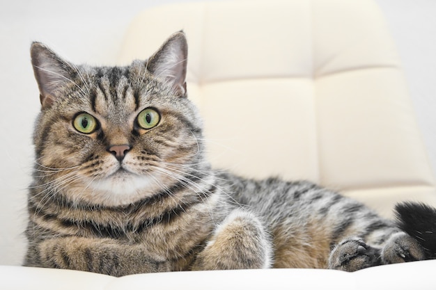 El gato gris atigrado doméstico acostado en una silla blanda. Gato de interior descansando.