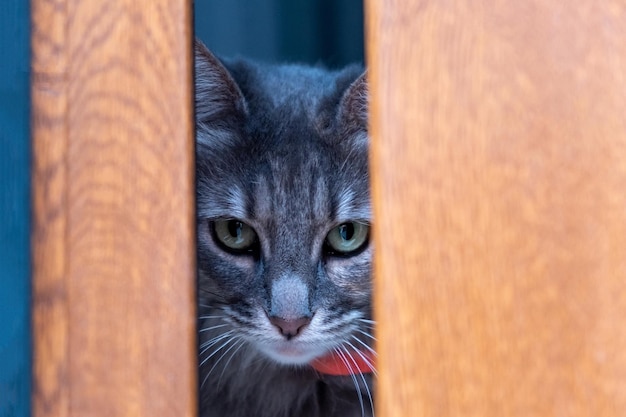 Gato gris atigrado escondido detrás de una ventana de madera Mascota doméstica ojos verdes miedo y curiosidad mirando a la cámara