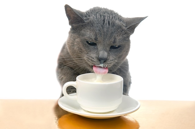 El gato gris bebe leche fresca de una taza blanca concepto de desayuno casero con su animal favorito