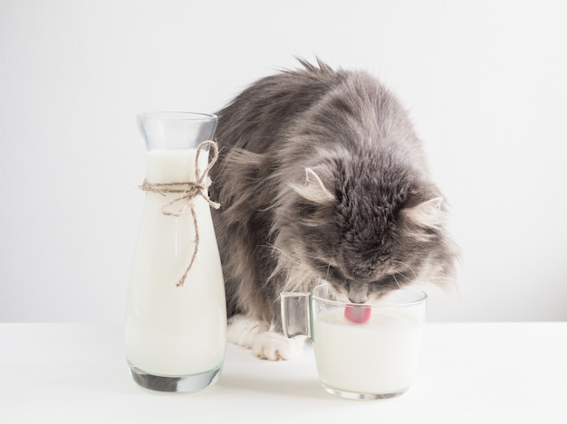 gato gris bebiendo leche fresca