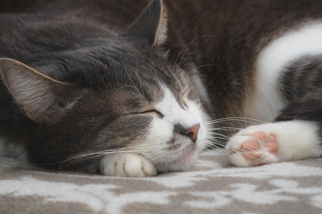 Gato gris bien arreglado está durmiendo dulcemente en el sofá Retrato de primer plano de una mascota feliz