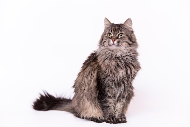 Gato gris con bigote sobre un fondo blanco neutro